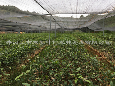 苷茶苗